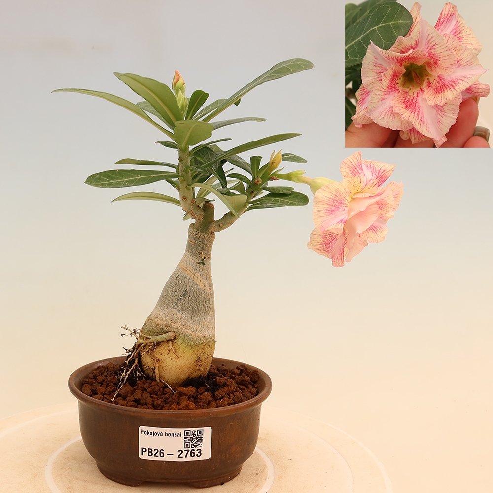 Zimmerbonsai – Adenium obesum, veredelt, V.F.S.277 – Wüstenrose