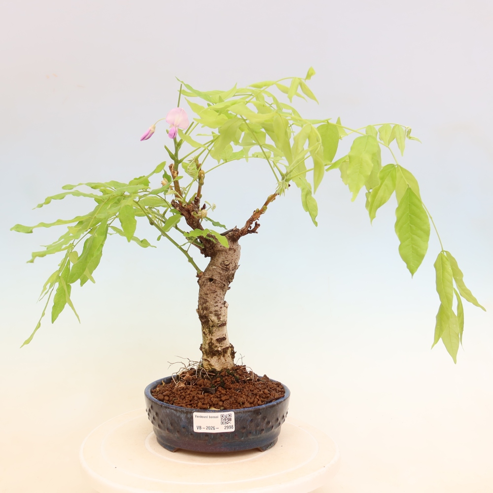 Bonsai für draußen - Wisteria floribunda