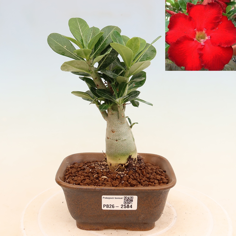 Zimmerbonsai – Adenium obesum „Red Star“ – Wüstenrose