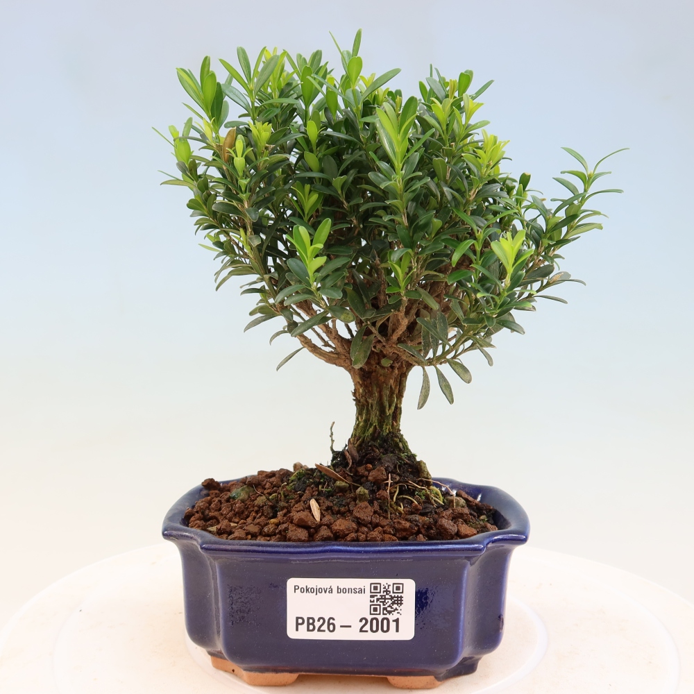 Zimmer Bonsai - Buxus harlandii - Korkbuxus