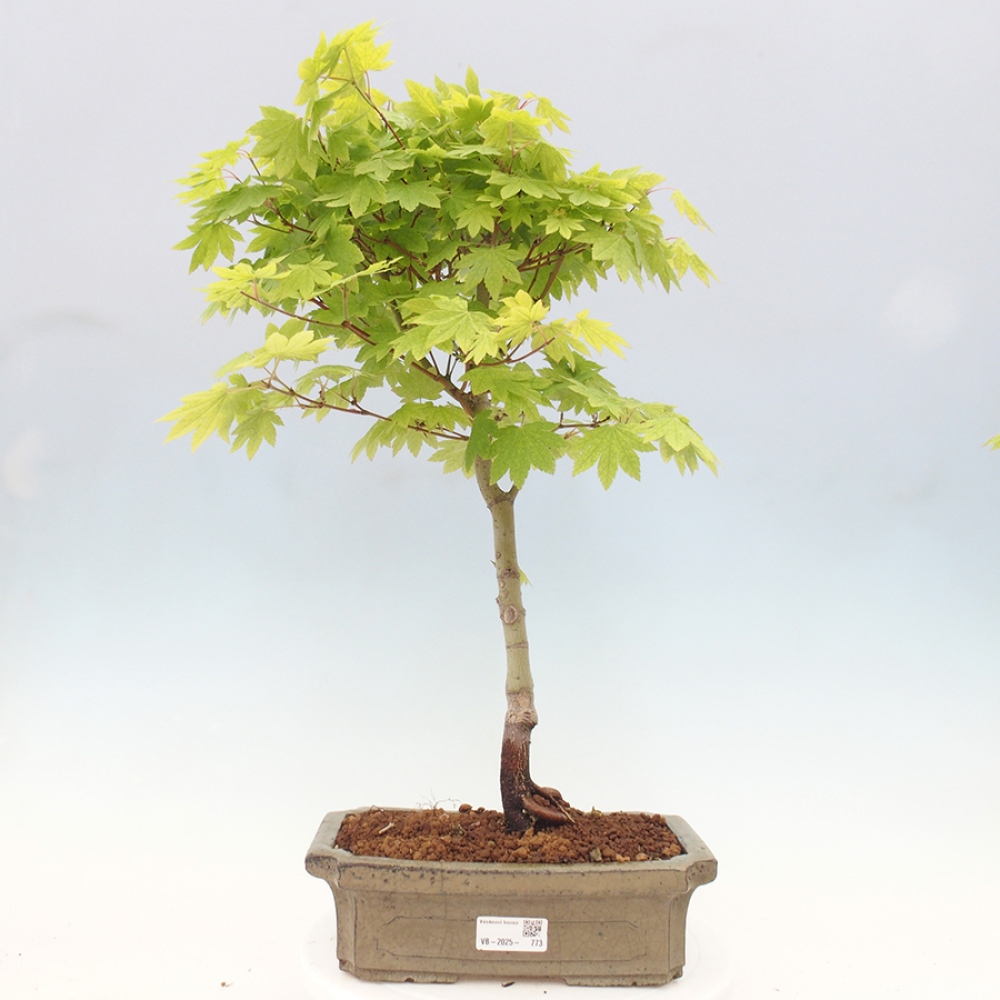 Bonsai im Freien - Ahorn palmatum katsura GISAN - Ahorn palmat