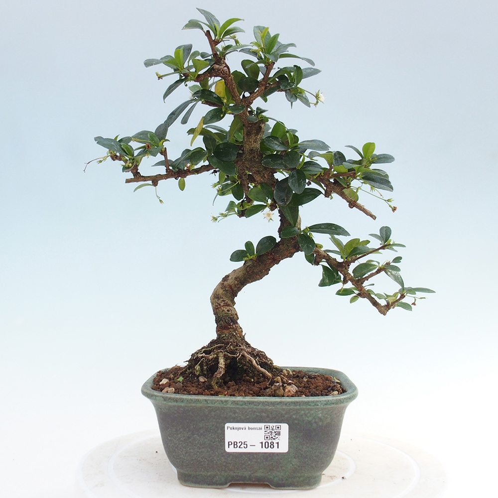 Zimmerbonsai - Carmona Macrophylla - Fuki-Tee