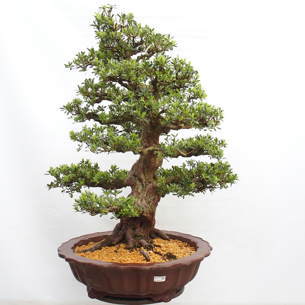 Bonsai im Freien - Japanische Azalee - Azalea Toki