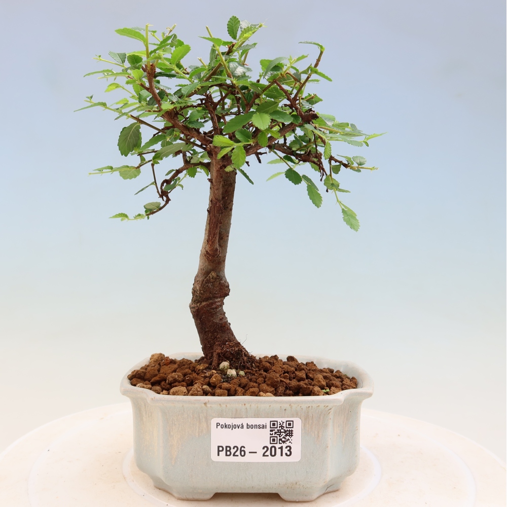 Zimmerbonsai - Ulmus parvifolia - Kleinblättrige Ulme