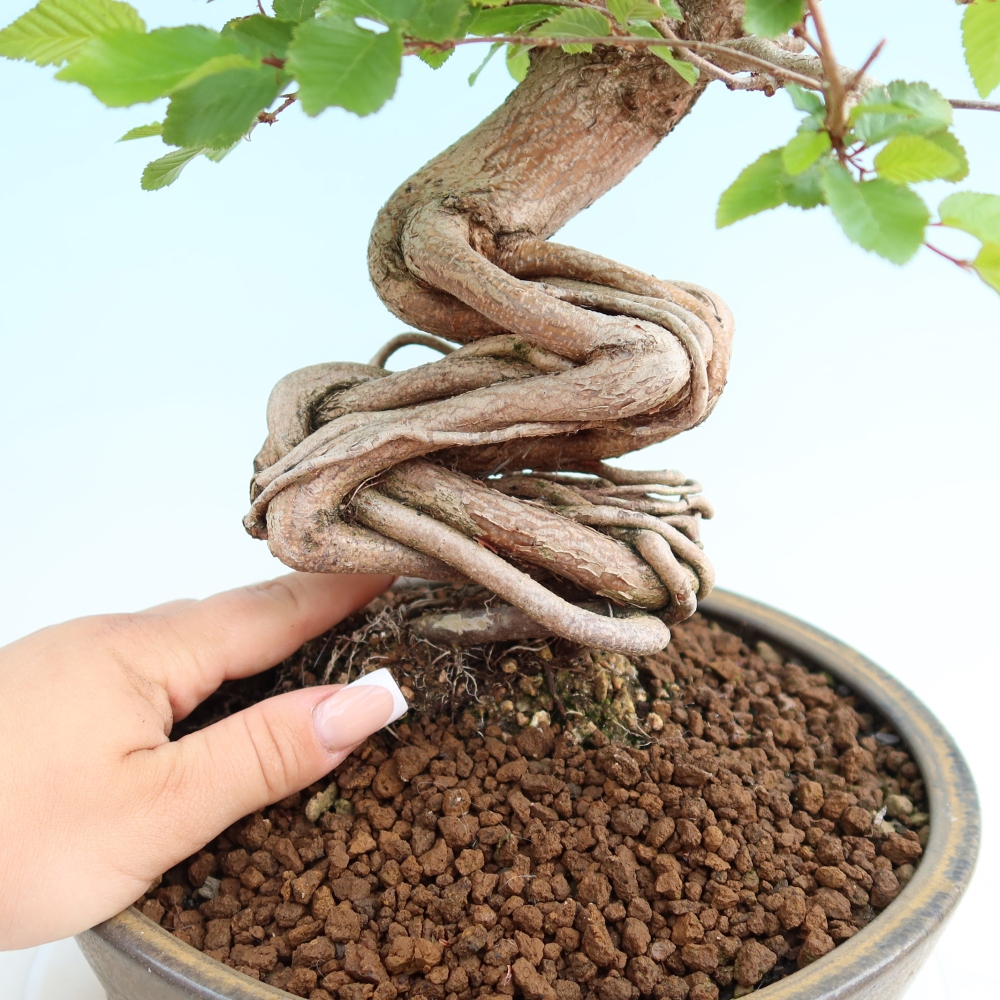 Bonsai für draußen - Karpinus Coreana - Koreanische Hainbuche