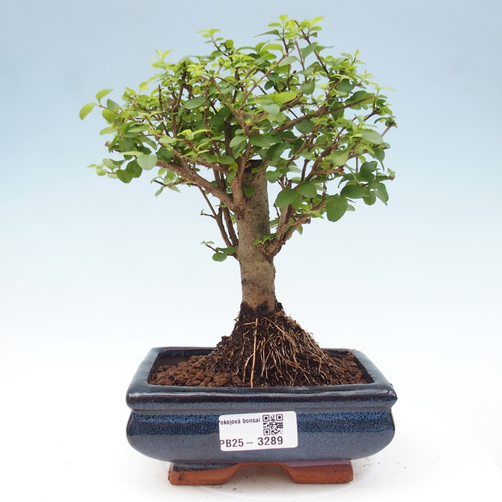 Zimmer Bonsai -Ligustrum chinensis - Vogelschnabel