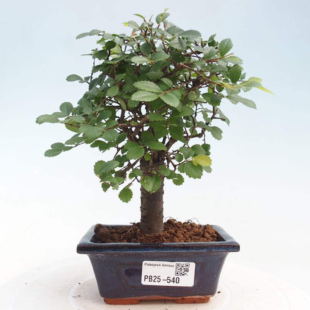 10X OLMO ALBERO Cinese Ulmus Parvifolia Piante - Seme A220 EUR 2,45