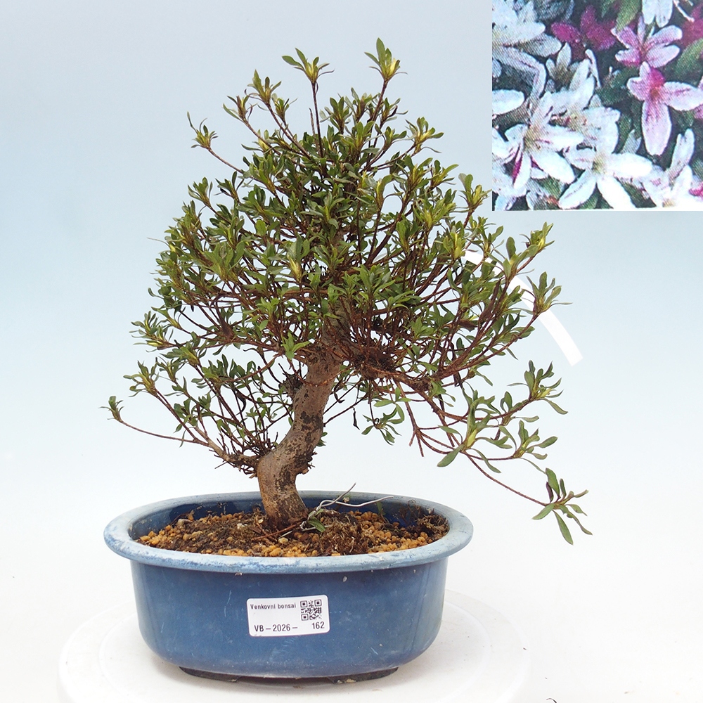 Bonsai für draußen - Japanische Azalee - Azalea Ryusen