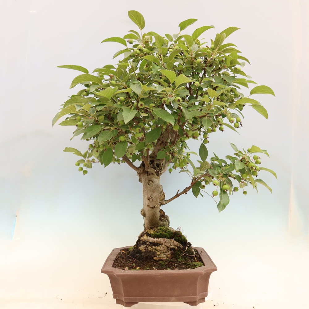 Bonsai im Freien - Malus halliana - Kleinfruchtiger Apfelbaum