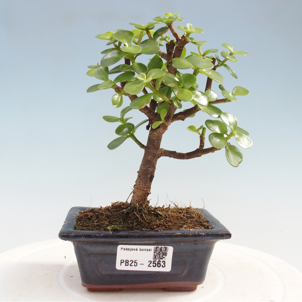 Zimmerbonsai - Portulakaria Afra - Tlustice