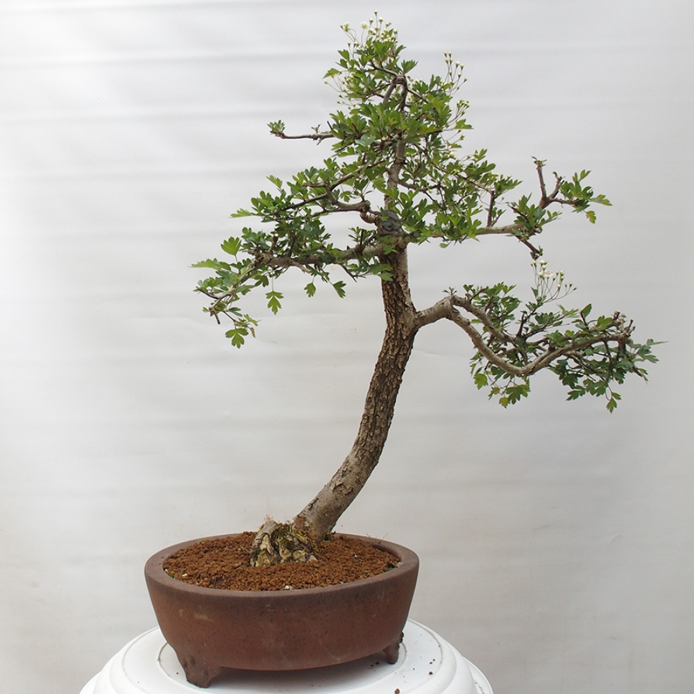 Bonsai im Freien - Weißdorn - Crataegus monogyna