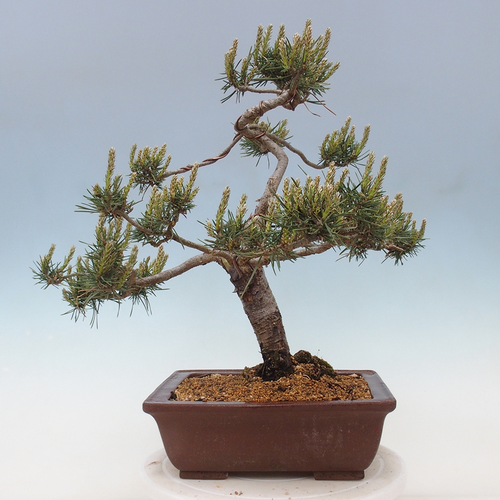 Bonsai im Freien - Pinus Sylvestris - Waldkiefer