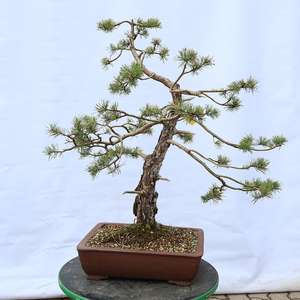 Pinus sylvestris Spanien – Waldkiefer