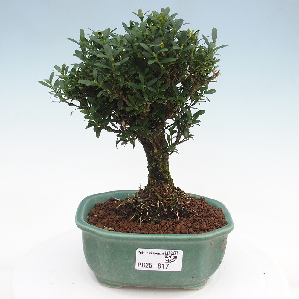 Zimmerbonsai - Buxus harlandii - Korkbuchsbaum