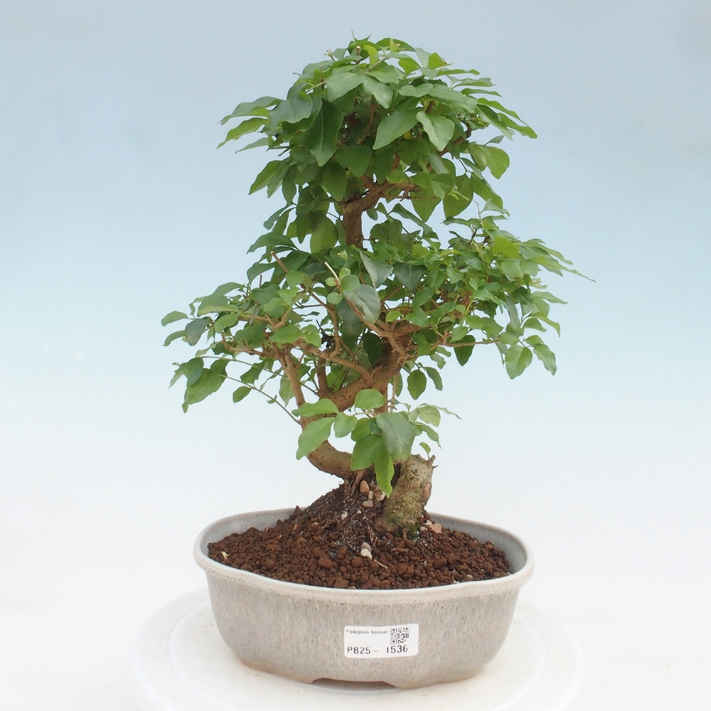 Indoor Bonsai -Ligustrum chinensis - Vogelschnabel