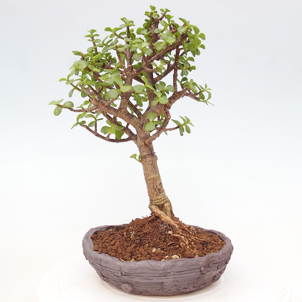Zimmer Bonsai - Portulakaria Afra - Tlustice