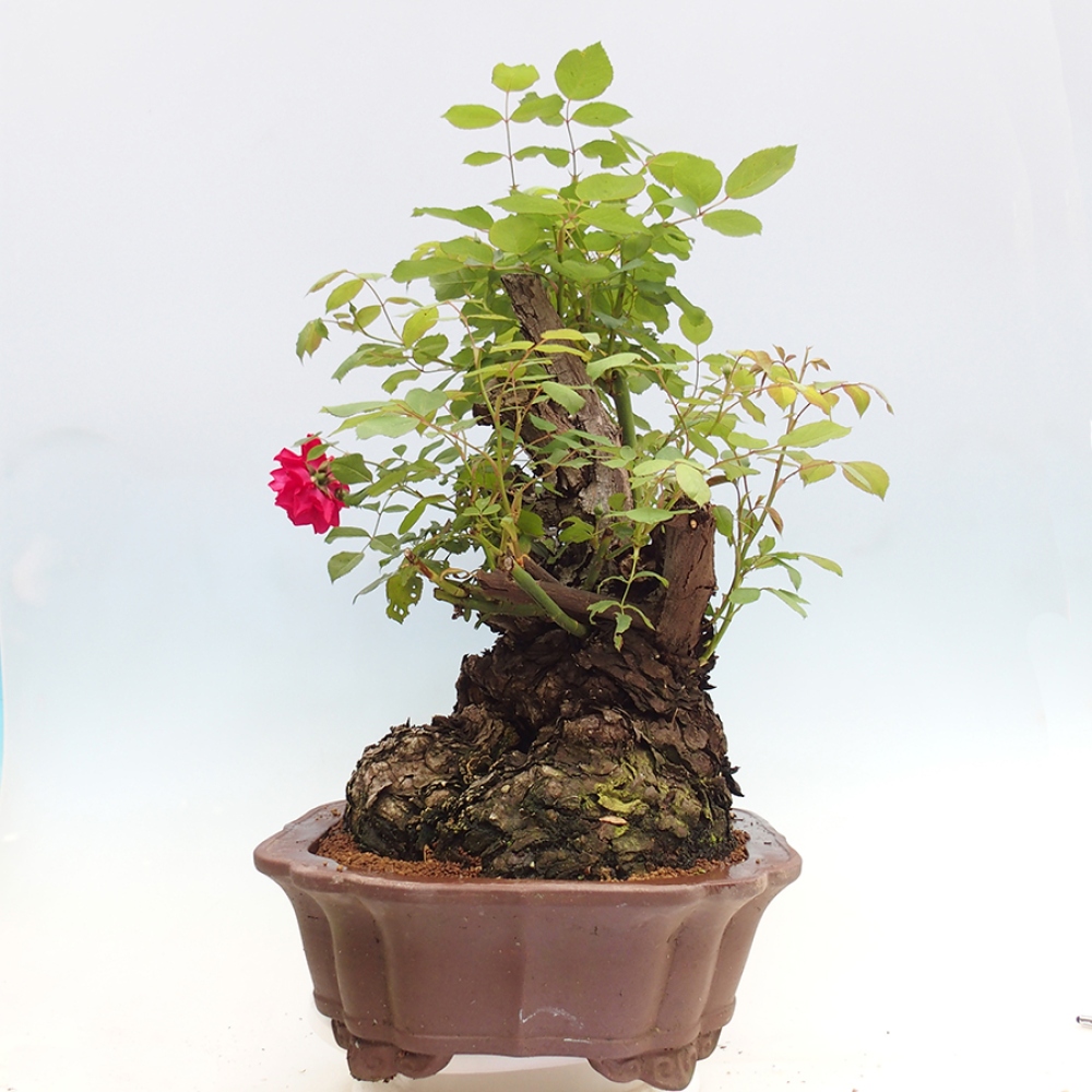 Freilandbonsai - Rosa Kordes -  Rose
