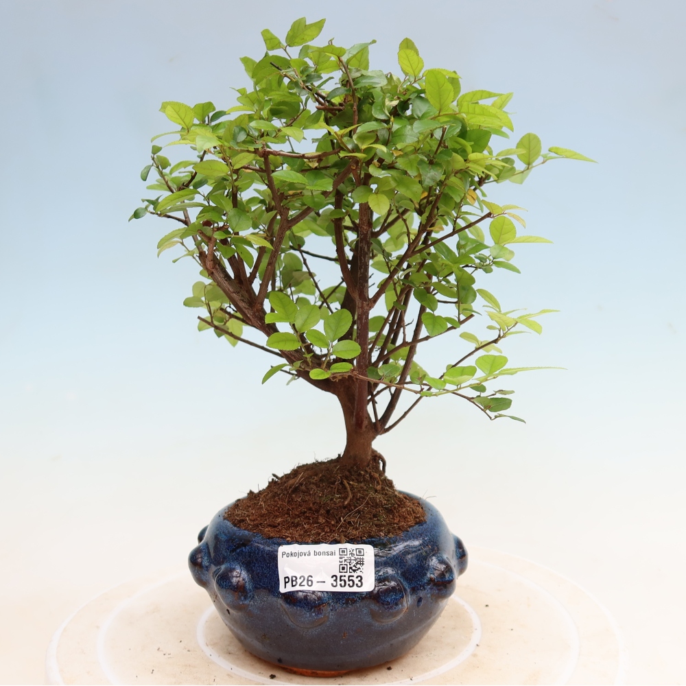 Zimmer Bonsai - Sageretia thea - Sageretia thea