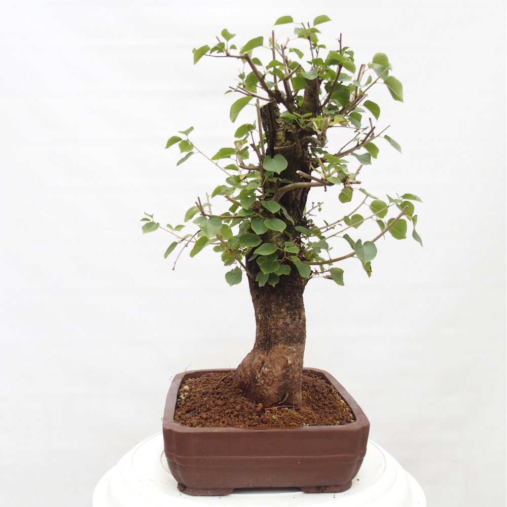 Bonsai im Freien - Mahalebka - Prunus mahaleb