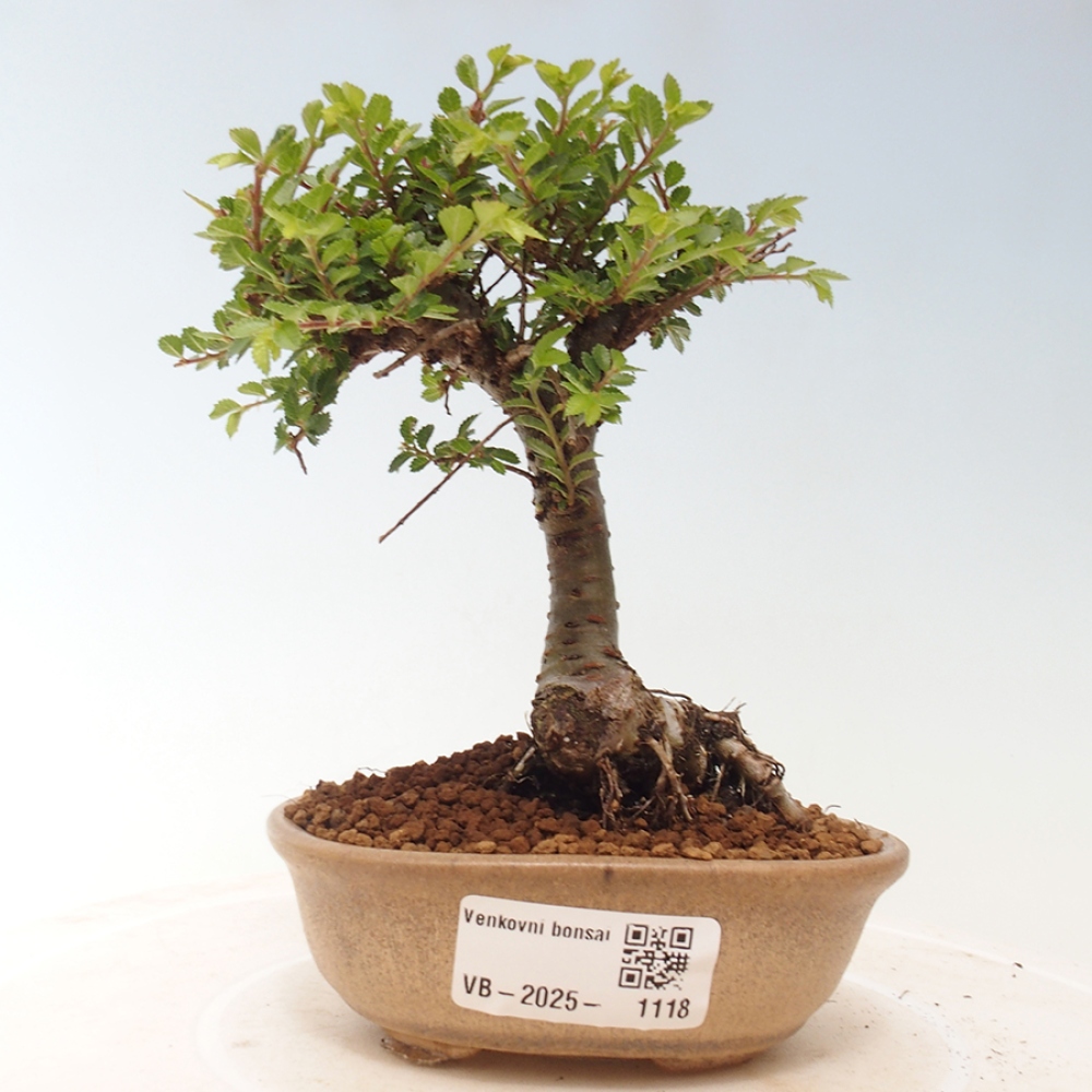 Bonsai im Freien - Ulmus parvifolia Sagei - Kleinblättrige Ulme