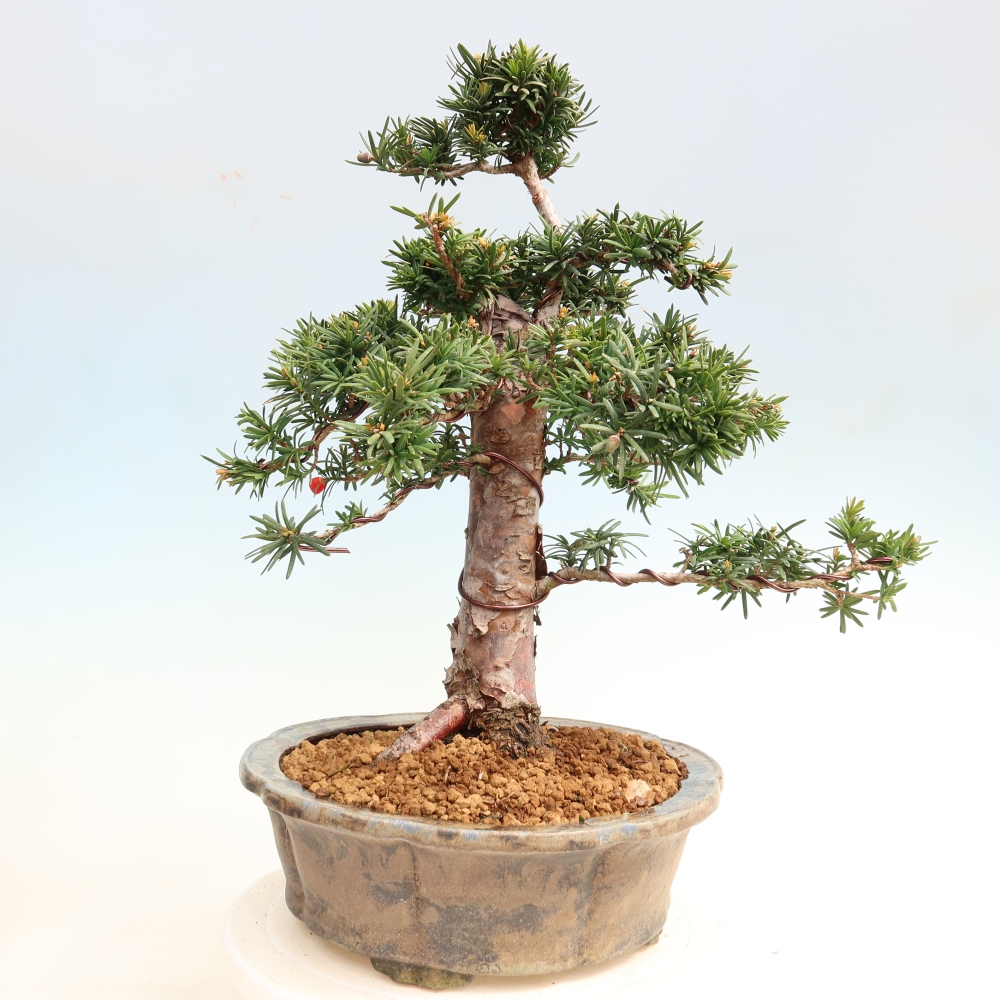 Bonsai für draußen - Taxus cuspidata - Japanische Eibe