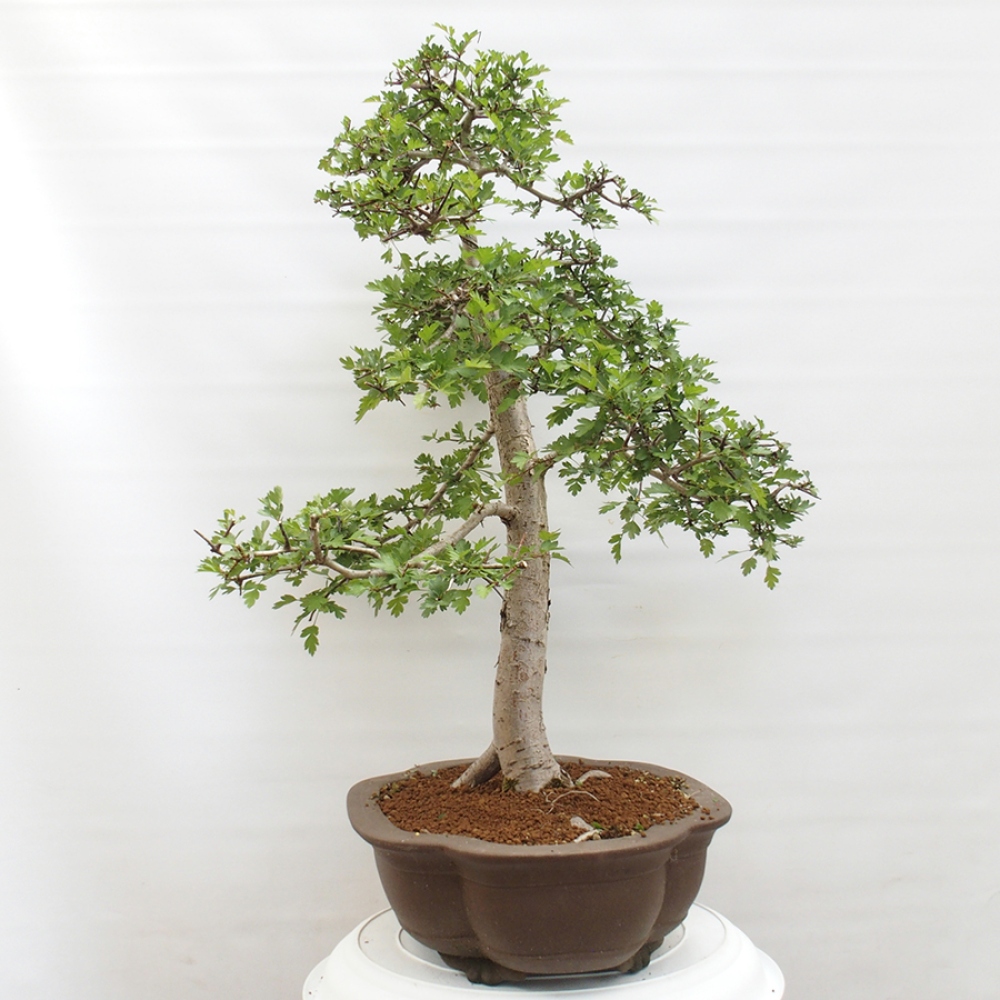 Bonsai im Freien - Weißdorn - Crataegus monogyna