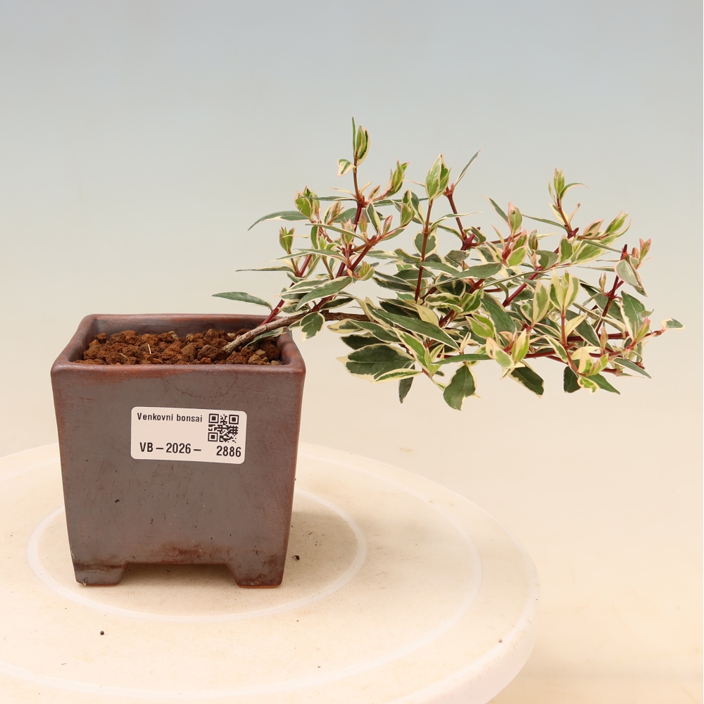 Bonsai für den Außenbereich – Abelia gr. Confetti – Großblütige Abelie