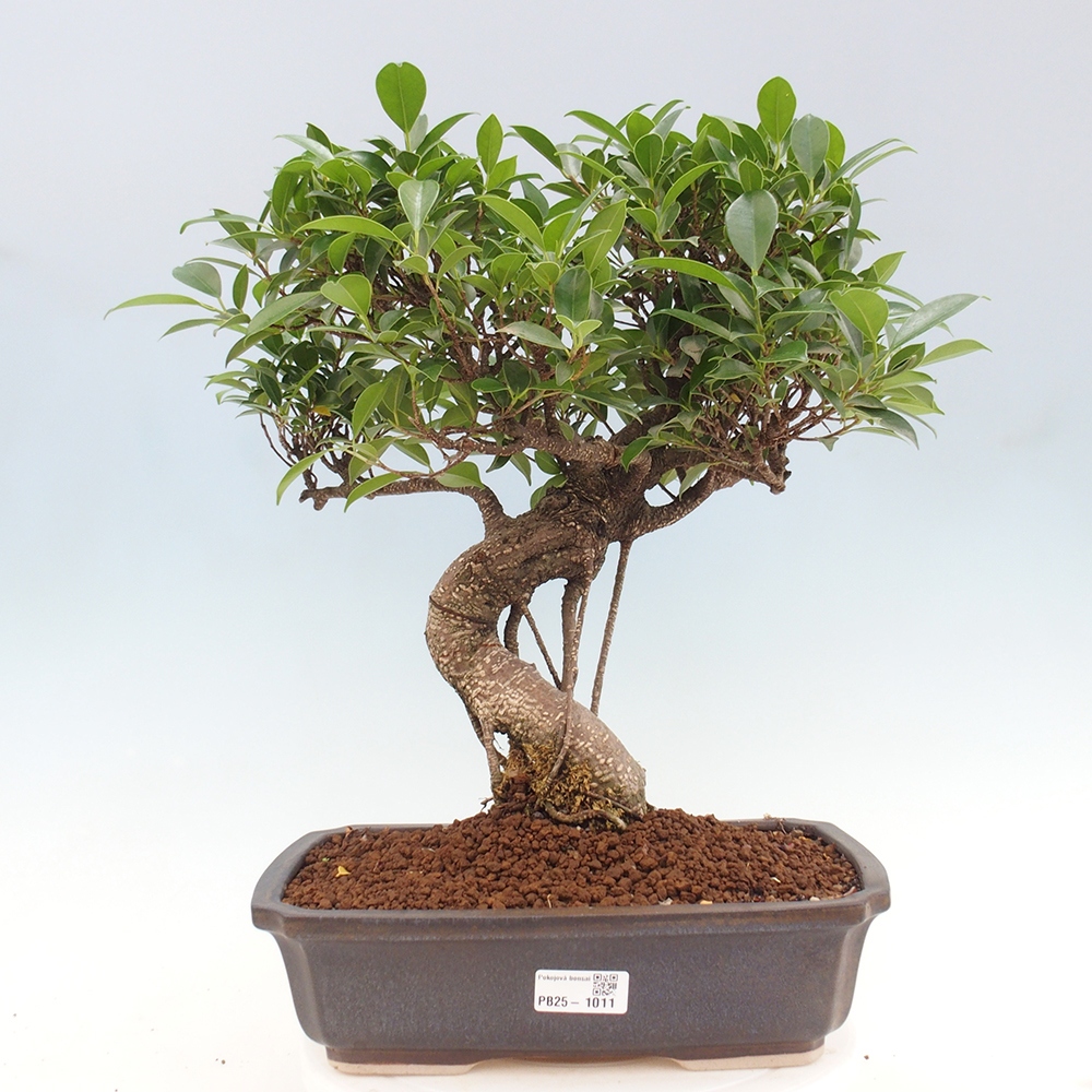 Zimmerbonsai - Ficus kimmen - kleinblättriger Ficus