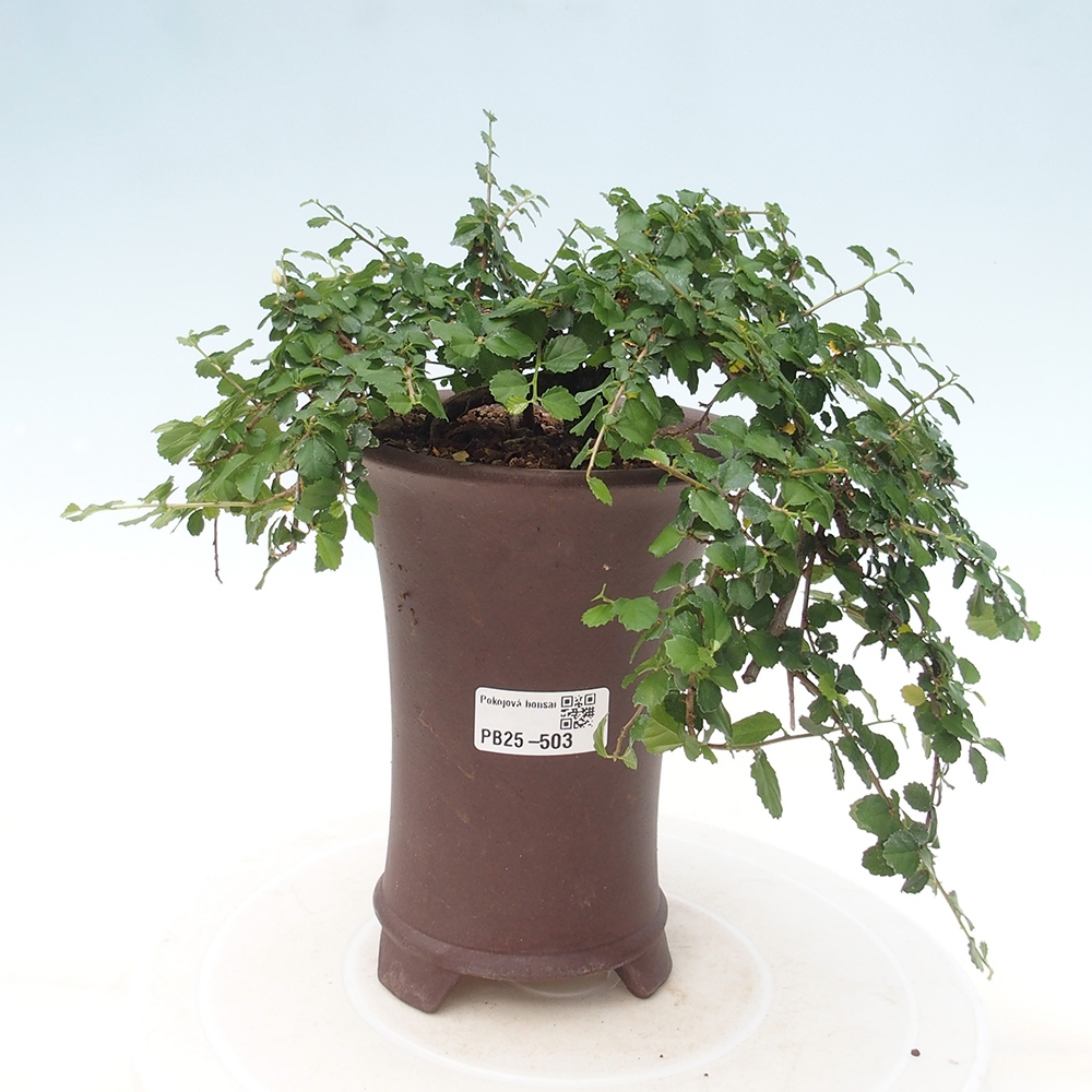 Zimmerbonsai - Grewia sp. - Kleinblättriges Grewie