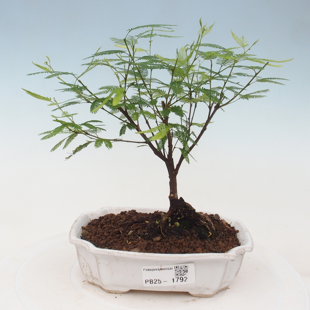 Zimmer Bonsai-Calliandra surinamensis Dixie Pink -Kaliandra von Suria