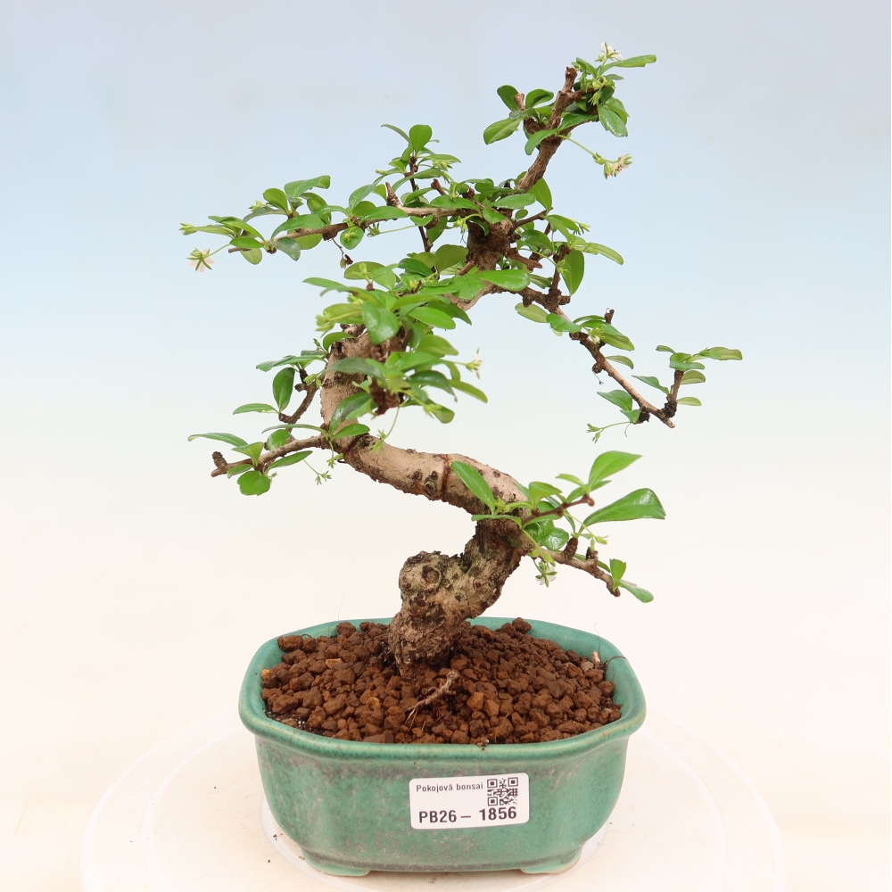 Zimmer-Bonsai - Carmona macrophylla - Tee-Fuki