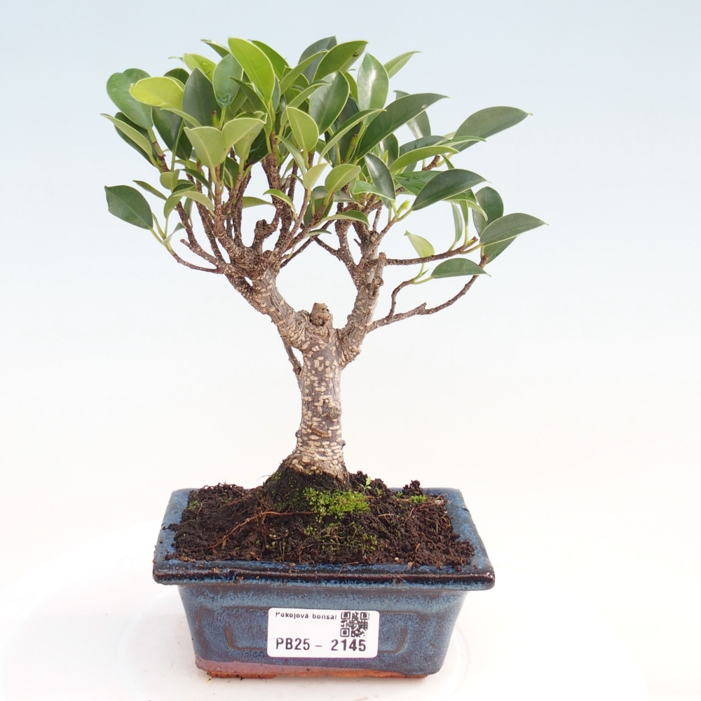 Zimmerbonsai - Kleinblättriger Ficus - Ficus kimmen