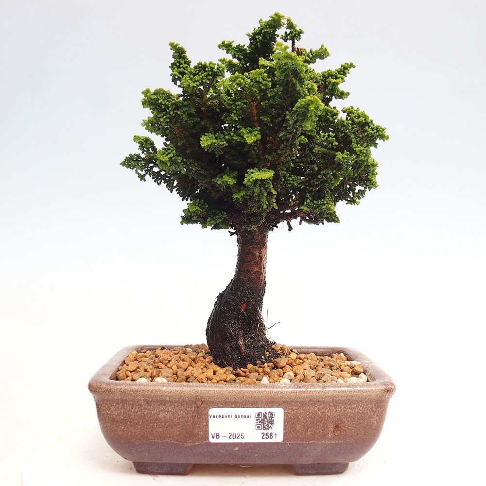 Bonsai im Freien - Cham. obtusa SEKKA HINOKI - Zypresse