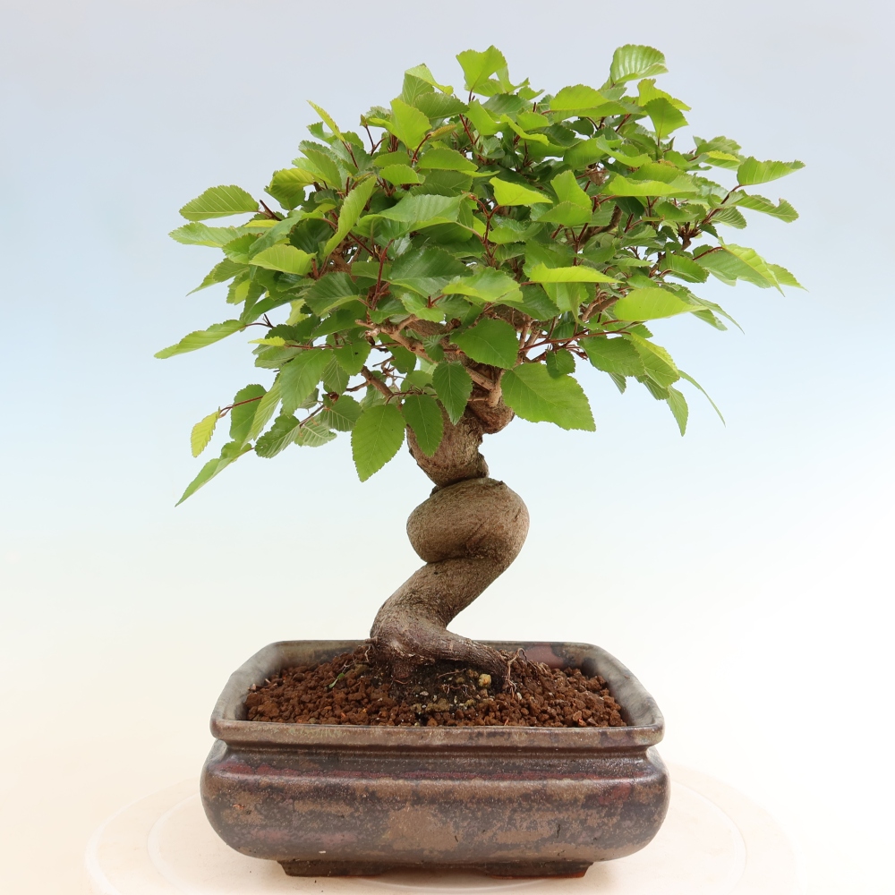 Bonsai für draußen - Karpinus Coreana - Koreanische Hainbuche