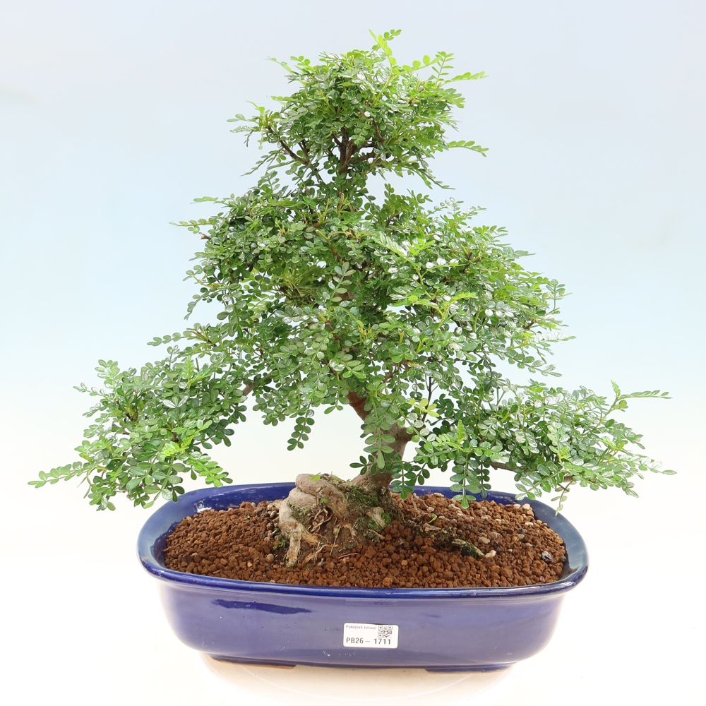 Zimmer Bonsai - Zantoxylum piperitum - Pfefferbaum