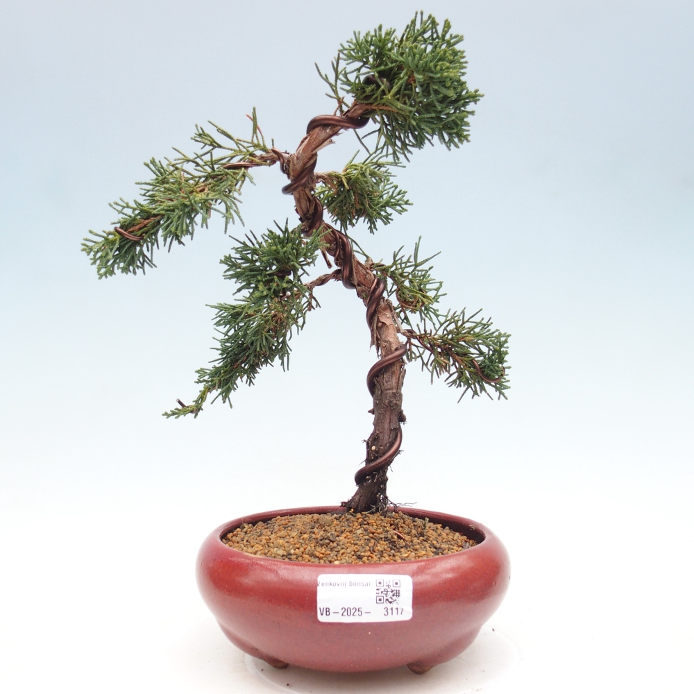 Bonsai im Freien - Juniperus chinensis Kishu - Chinesischer Wacholder