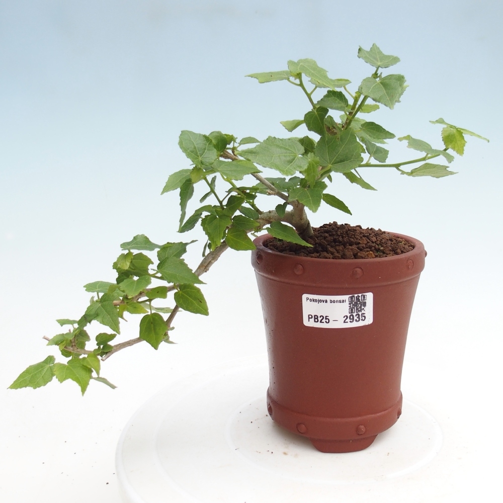 Zimmerbonsai - Malvaviscus arboreus - holziger Hibiskus
