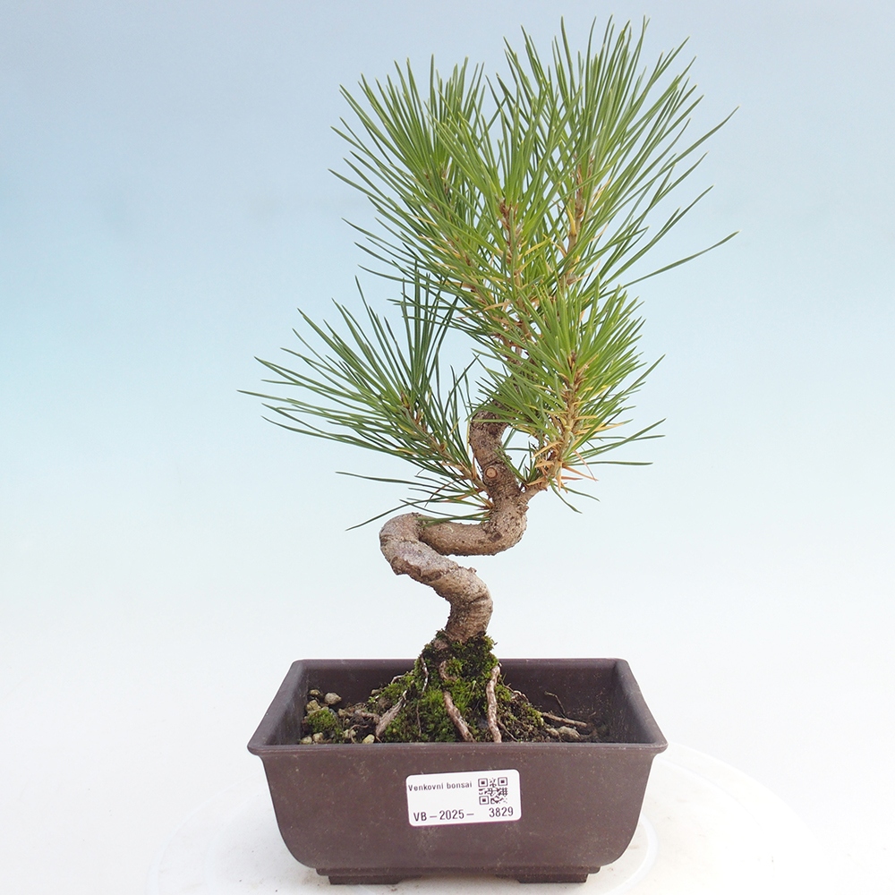 Bonsai für draußen - Pinus thunbergii - Thunberg-Kiefer