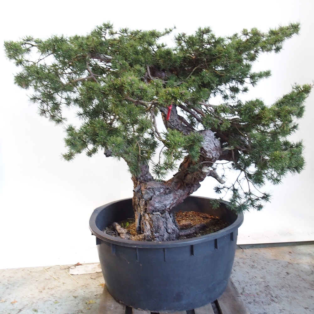 Yamadori - Pinus sylvestris Spanien