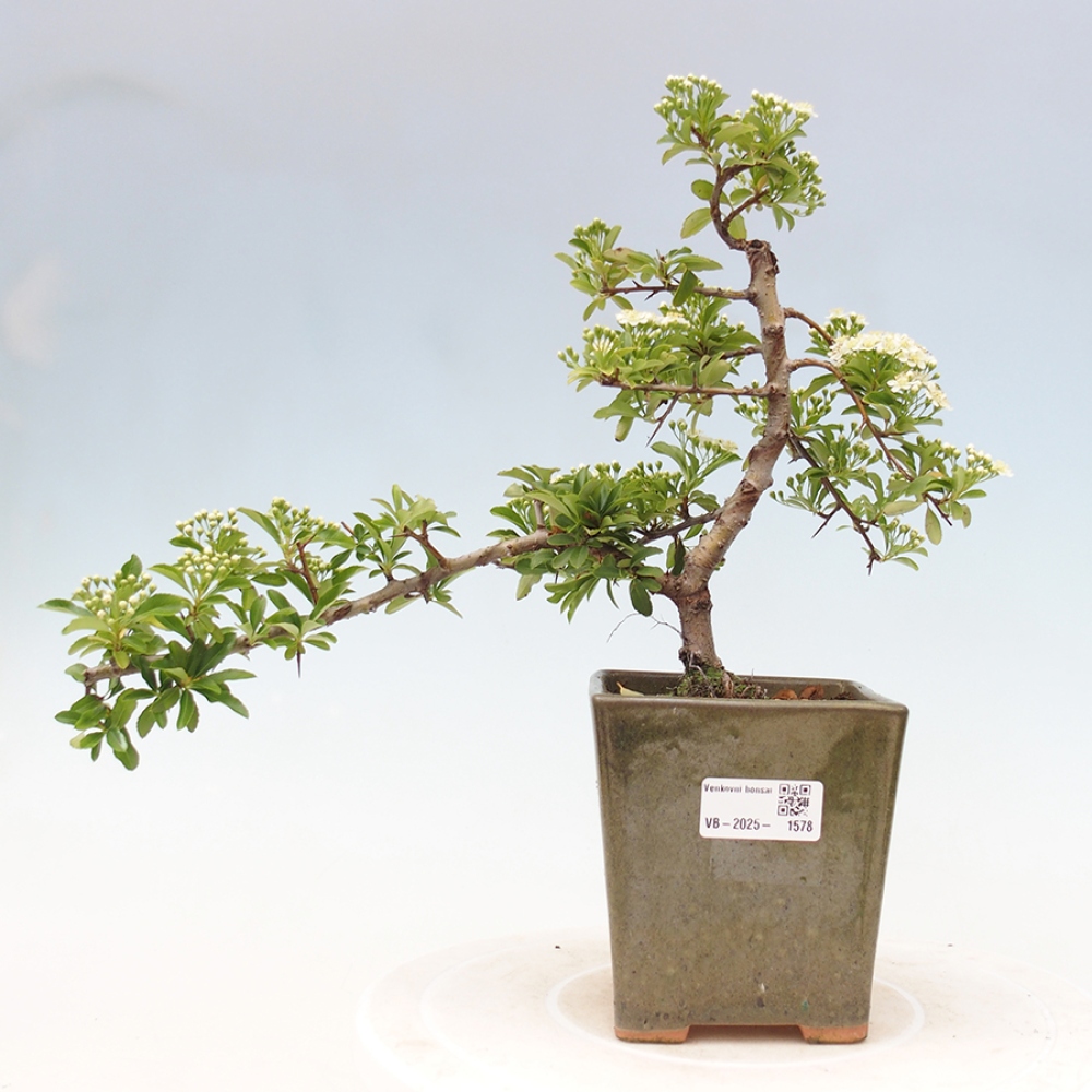 Outdoor Bonsai-Pyracanta Teton -Bäckerei