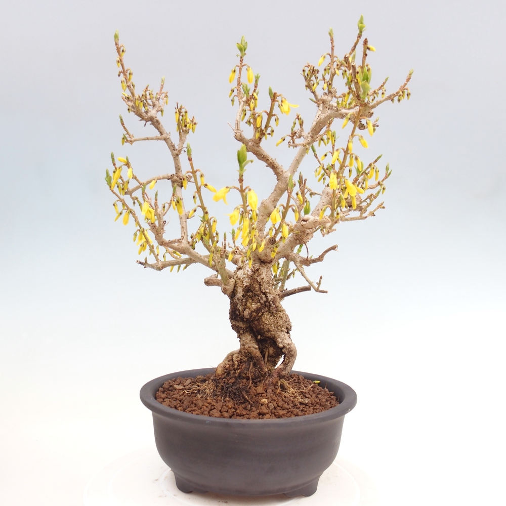Bonsai für draußen - Zlatice - Forsythia koreana