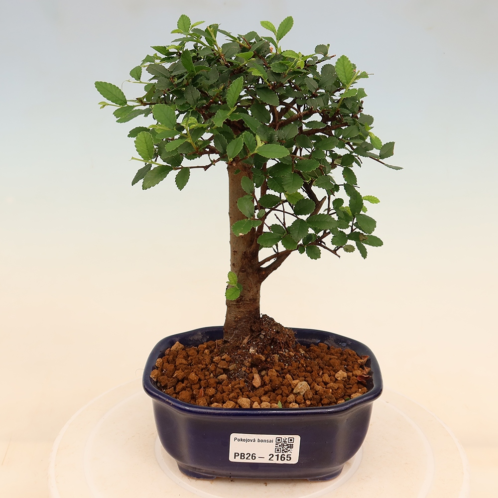 Zimmerbonsai - Ulmus parvifolia - Kleinblättrige Ulme