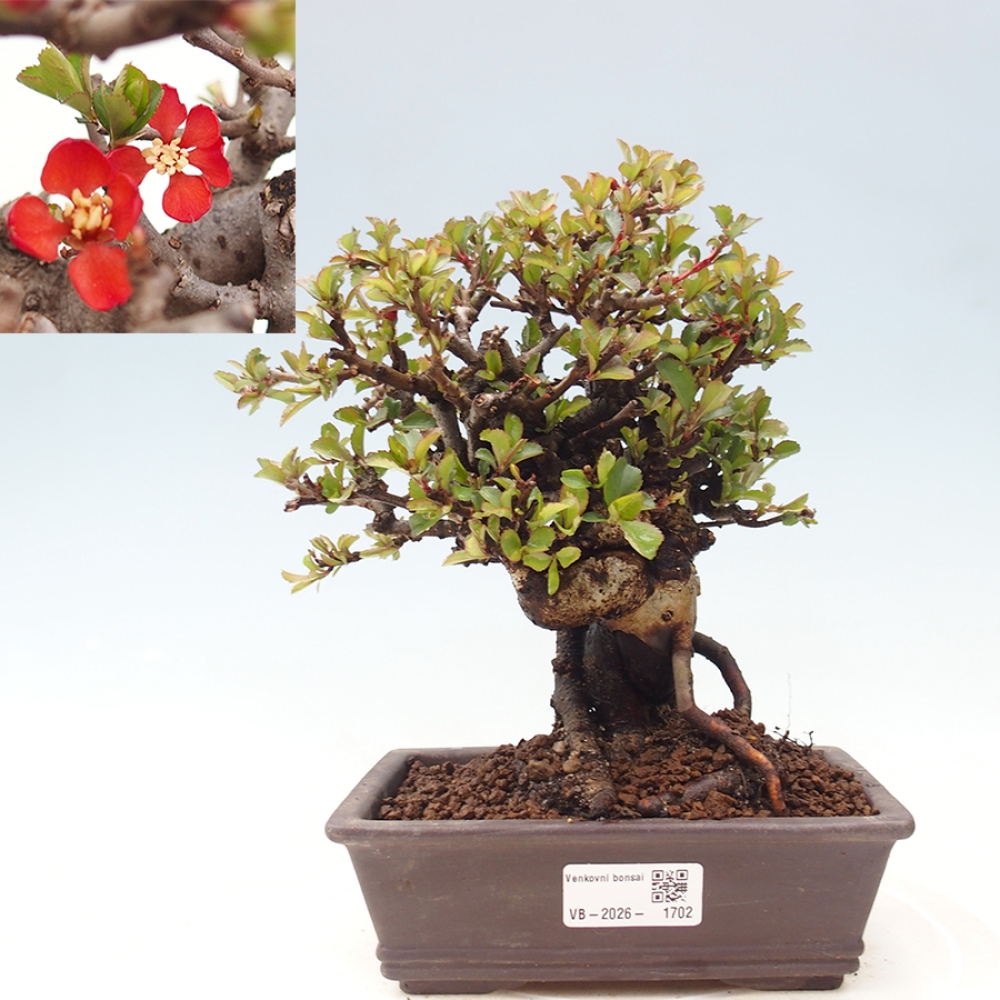 Bonsai für draußen - Chaneomeles speciosa - Quitte