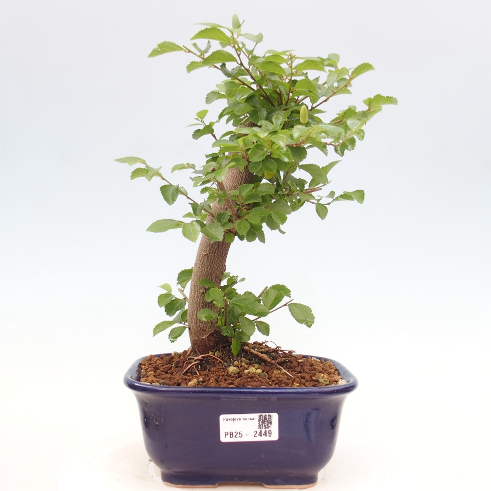 Zimmerbonsai - Grewia occidentalis - Lavendelstern