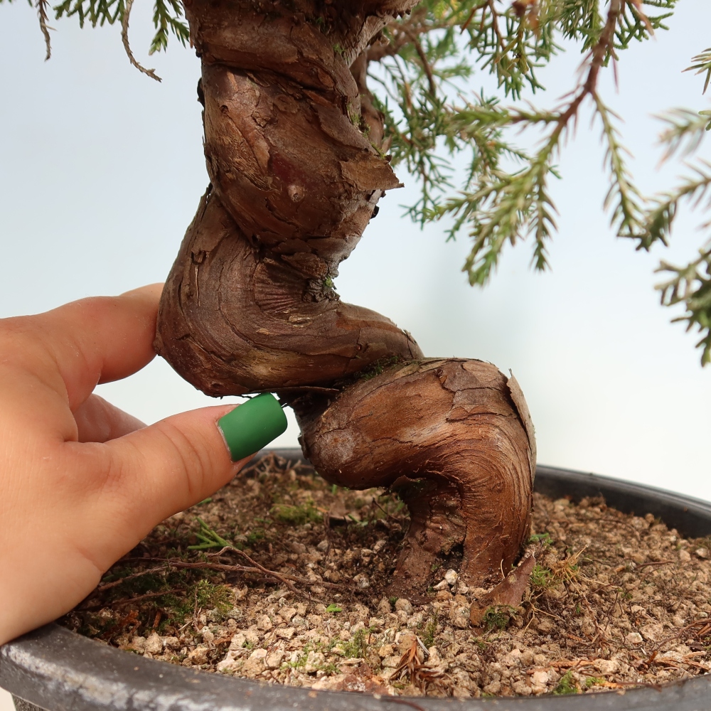 Bonsai für draußen - Juniperus chinensis Itoigawa-Juniperus chinensis
