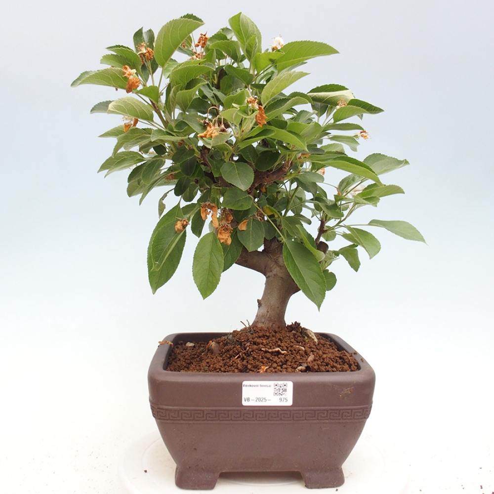 Bonsai im Freien - Malus halliana - Kleinfruchtiger Apfelbaum