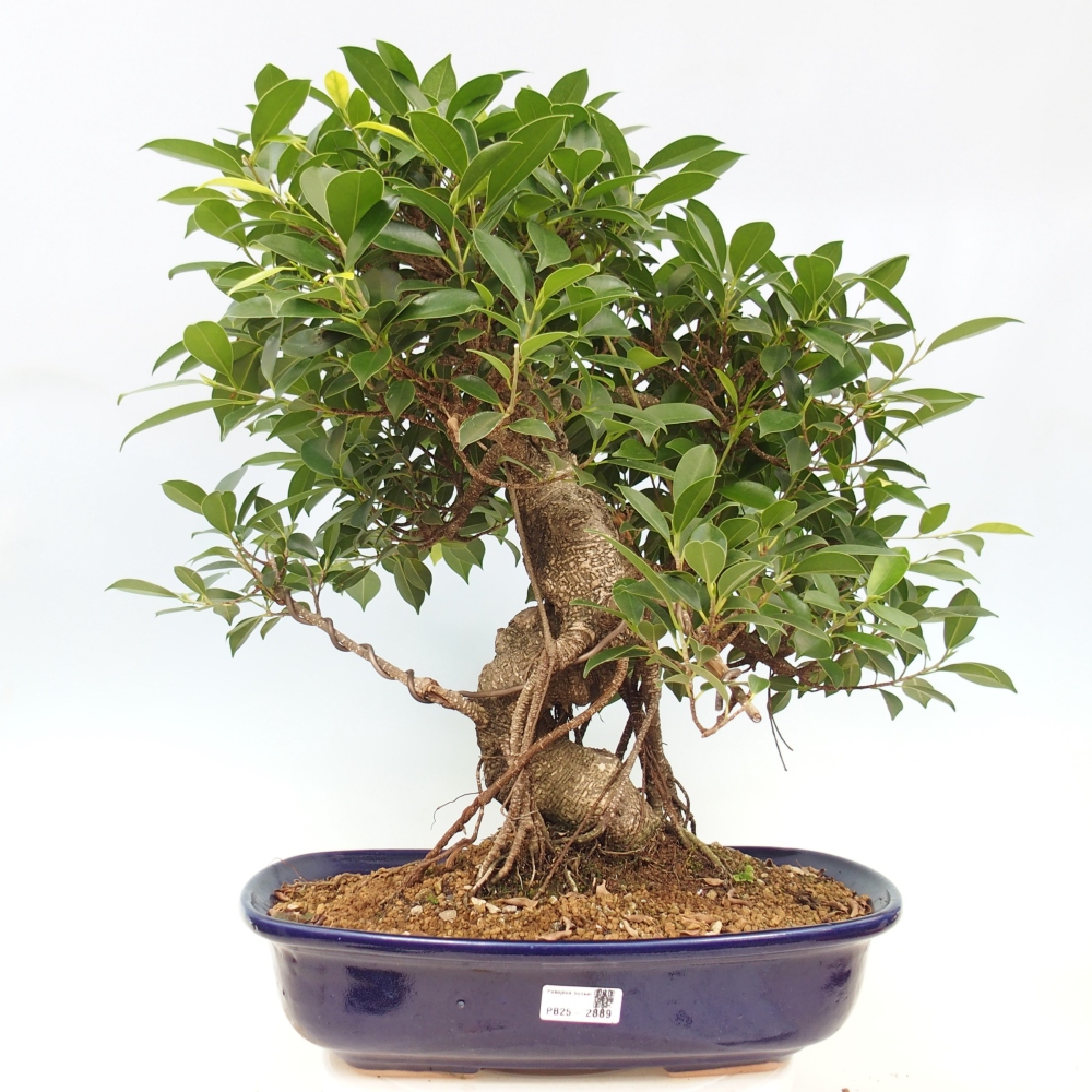 Zimmerbonsai - Ficus kimmen - kleinblättriger Ficus - NUR PERSÖNLICHE ABHOLUNG oder Palettentransport