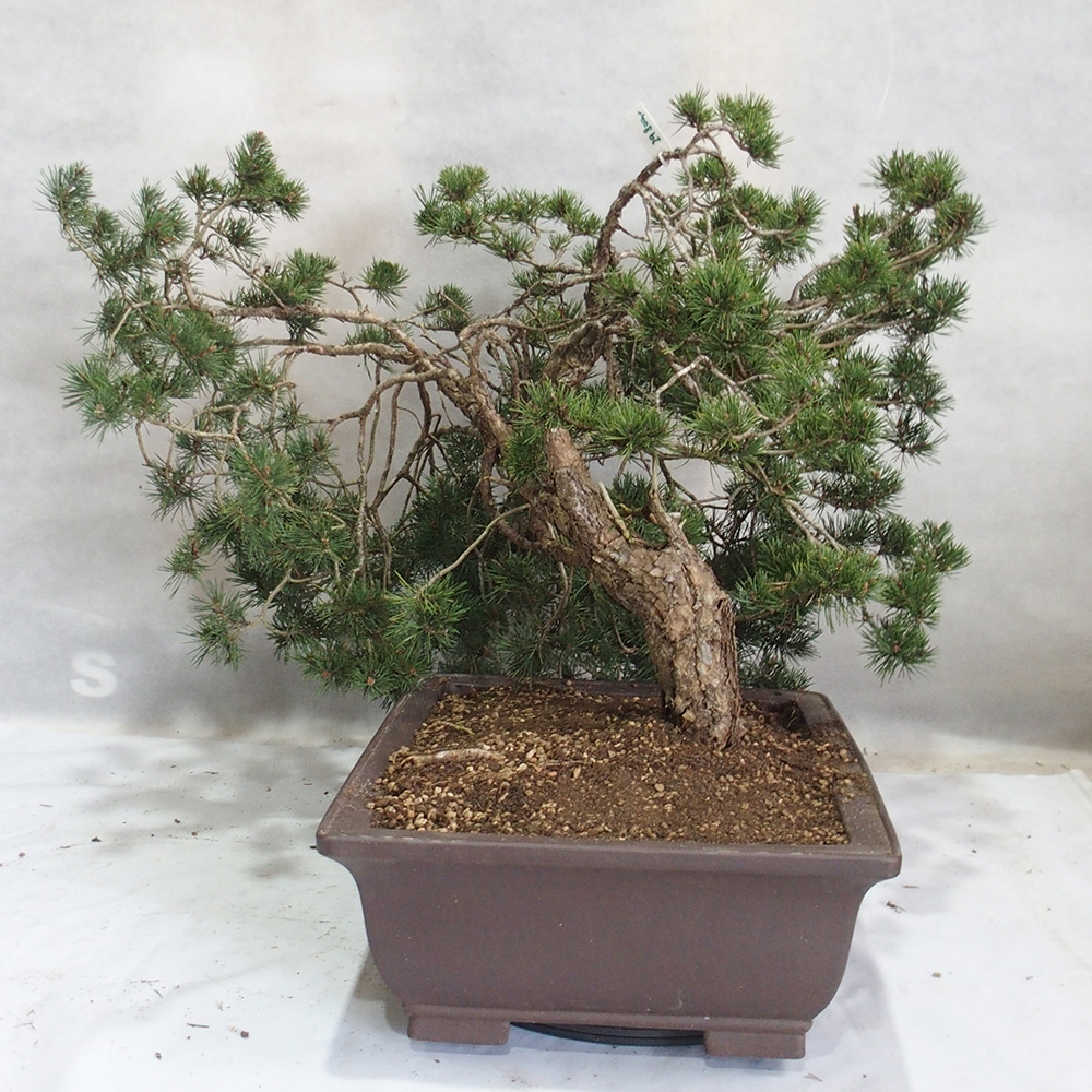 Yamadori - Pinus sylvestris 