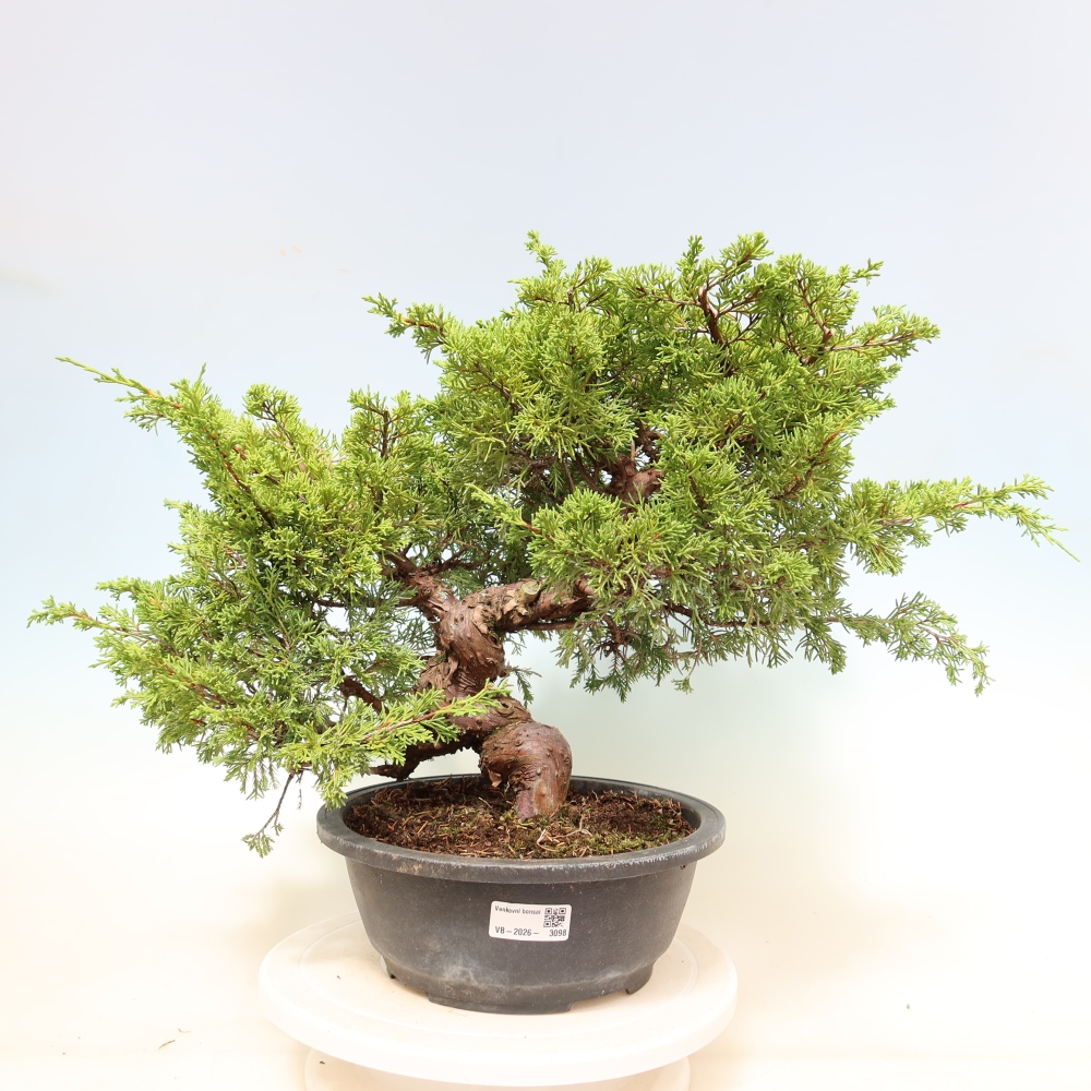 Bonsai für draußen - Juniperus chinensis Itoigawa-Juniperus chinensis