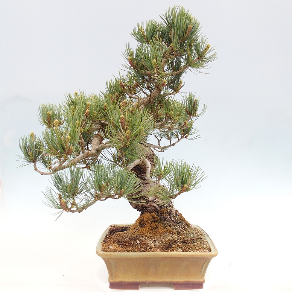 Bonsai für draußen - Pinus parviflora - Pinus parviflora
